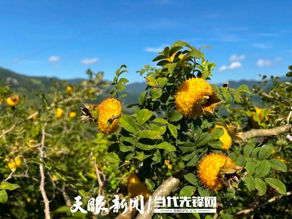 贵州遵义:桐梓刺梨顺利出口马来西亚