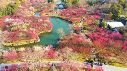 来扬州，邂逅“梅”好春光