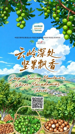 【从云南出发】云岭深处 坚果飘香（海报）