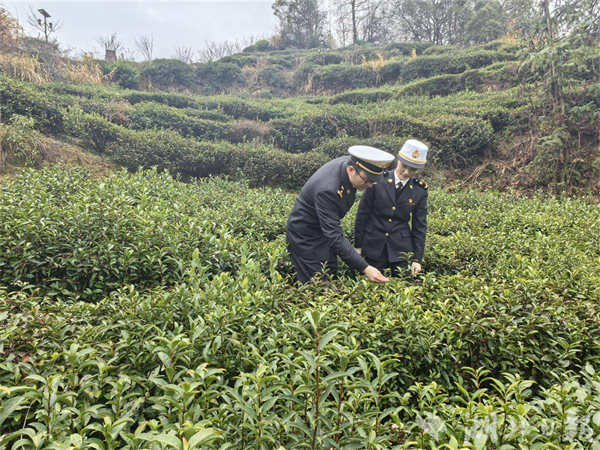 马年出口开门红 湖北大别山“金叶子”香飘海外