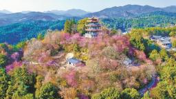 泉州德化：粉樱漫山开
