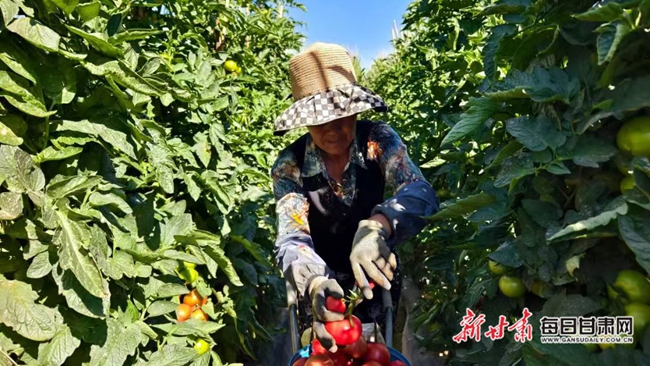 好“柿”正當時!靖遠番茄走紅市場點亮鄉村振興路