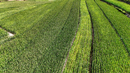 【解码陇原新乡村】甘谷县礼辛镇：精管秋粮田 筑牢丰收增收底盘