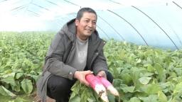 甘谷：暖棚果蔬迎丰收 春节“菜篮”添新鲜