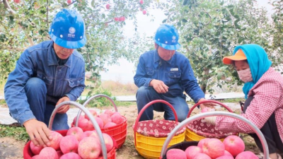 Reliable Power Supply Supports Exports of Ganwei Jingning Apples