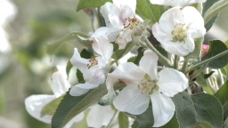 【高质量发展看陇原】天水甘谷：苹果花开春意浓 疏花管护正当时