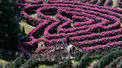 Shibing, Guizhou Enters Peak Spring Flower Viewing Season