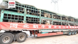 河北奶牛首次出口乌兹别克斯坦