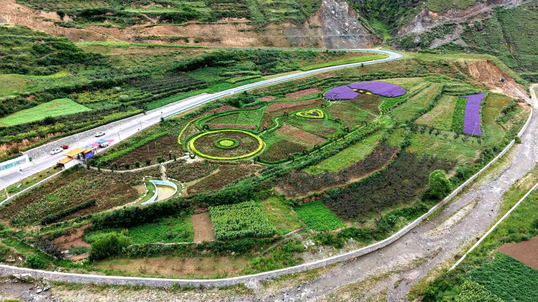 天水市甘谷县:古坡镇马鞭草花海激活乡村文旅新动能