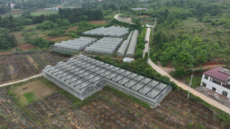 湖南新邵巧用大棚空档期 接茬轮作长出“增收椒”