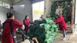 锁“鲜”发货！桂东蔬菜春节礼盒供应忙