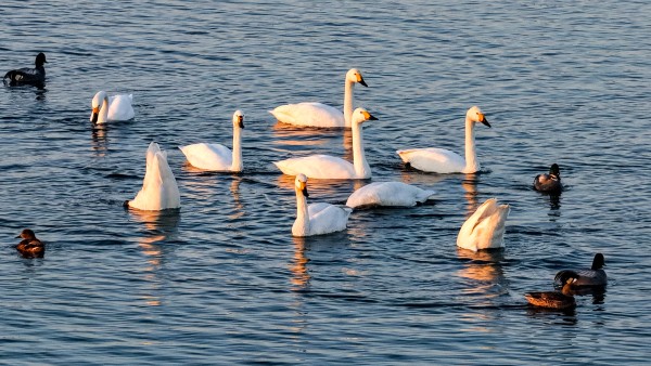 安徽五河：越冬天鹅成群 画面美不胜收