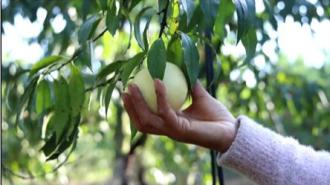 黄山市徽州区：雪桃满枝头 果农迎丰收