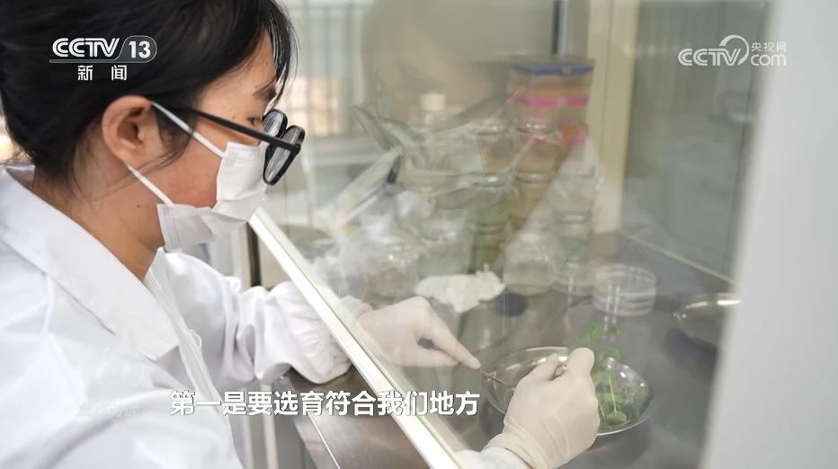 焦点访谈|“幸福产业”书写乡村振兴“花样”答卷