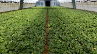 张红兵：一畦春蔬映丰年 万家烟火暖人心