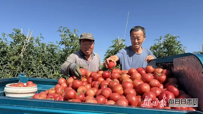 好“柿”正當時!靖遠番茄走紅市場點亮鄉村振興路