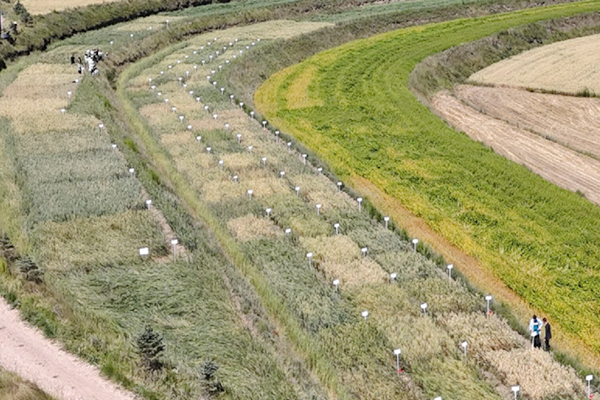 甘肃农业大学:六盘山—秦巴山区特色种养绿色高效关键技术集成与示范项目通过综合绩效评价