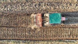 湖南衡阳县以“良机+良法”推动油菜制种提速增效