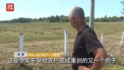 听鉴世界 | 极端高温与干旱肆虐 波黑玉米大幅减产