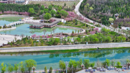 天水清水：花香引客来 乡村旅游热