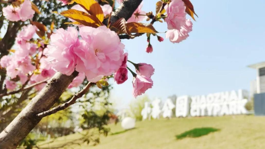 Spring in Yanta: Blossoms at Every Turn