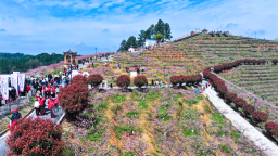 桃花节里“鼓”动春潮 邵阳市北塔区绘就乡村振兴新景