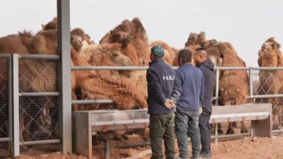 Camel Breeding Base in Alxa Right Banner Officially Completed and Put Into Operation