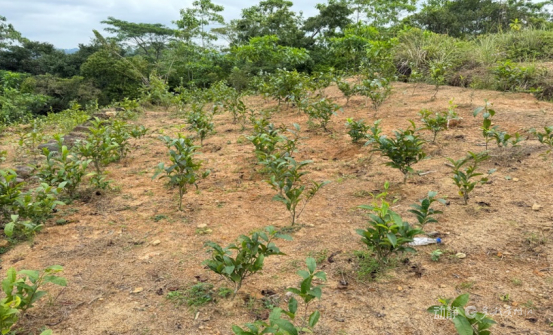 新春走基层丨我带着中国技术在斯里兰卡种红茶