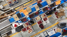 天水甘谷：订单盈门 苹果产销两旺