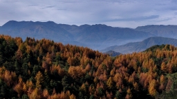 天水武山：一颗红山果叩响深秋 一片红树叶应声而落