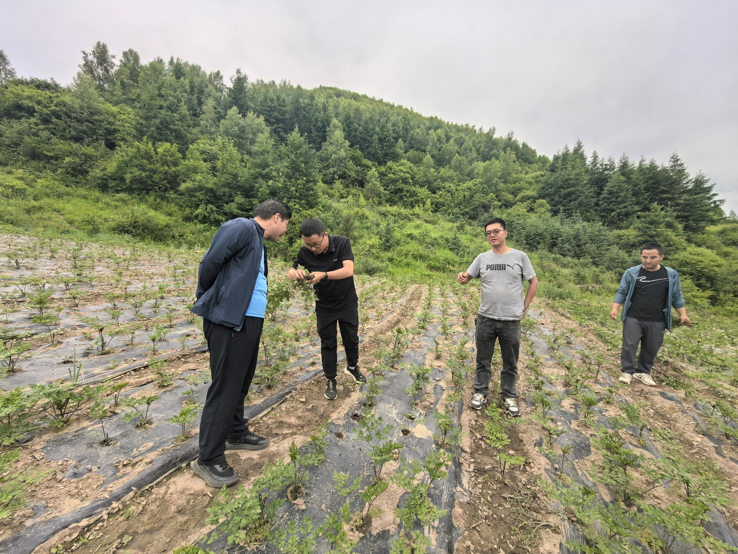甘农大专家助力岷县当归种子种苗提质升级