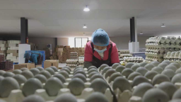 湖南衡阳县乡贤“归巢” 点蛋成“金”