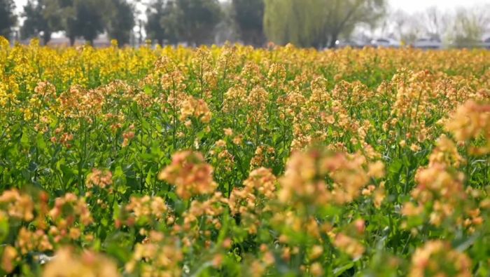 新华视点｜繁花绘春景 多元促消费——解码春日经济新图景