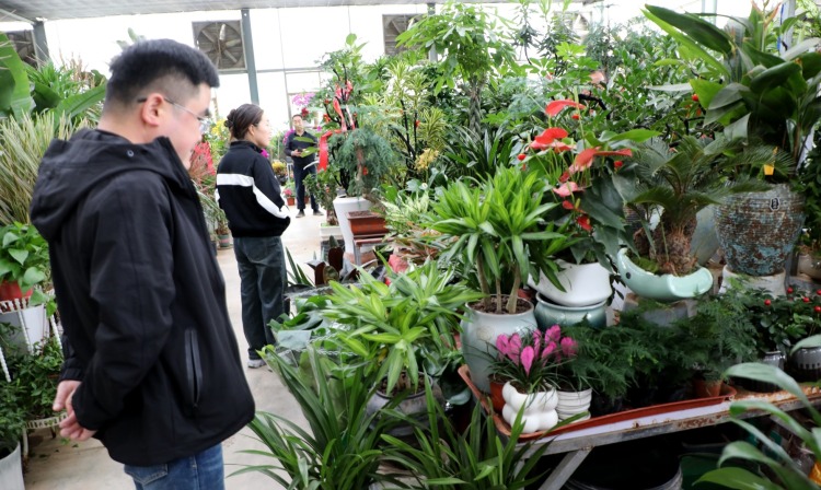 天水甘谷:鲜花走俏迎国庆 节日经济别样红
