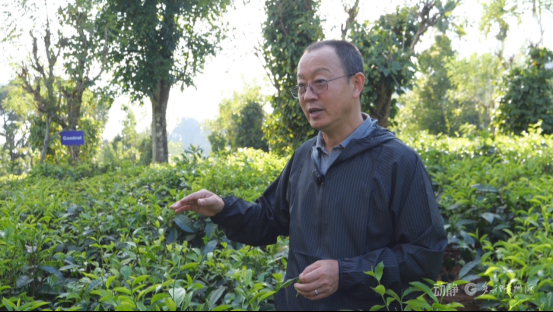 新春走基层丨我带着中国技术在斯里兰卡种红茶