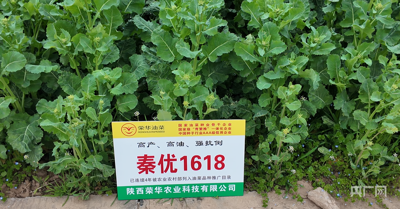 理响中国·质胜新时代丨以农业新质生产力重塑三秦沃野