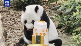 视频丨旅新加坡大熊猫“凯凯”迎来19岁生日