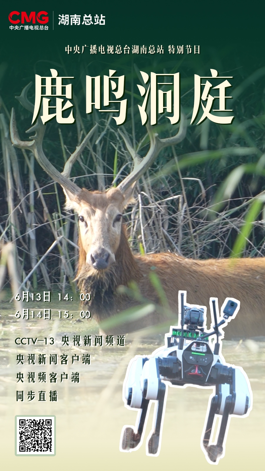总台记者带机器人“卧底”洞庭湖 围观麋鹿的“恋爱”日常