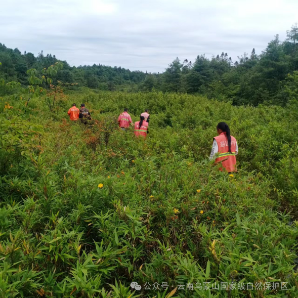 长江十年行|守护上游生态芯 乌蒙山海焕新生