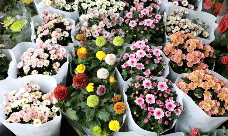天水甘谷:鲜花走俏迎国庆 节日经济别样红