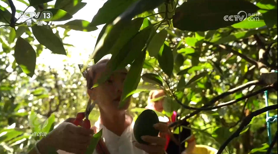 焦点访谈|“幸福产业”书写乡村振兴“花样”答卷