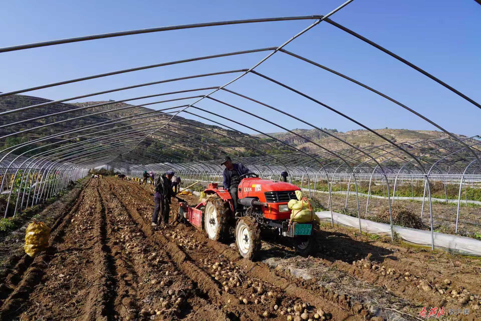 【我们的“十四五”】一颗小土豆串起的产业链