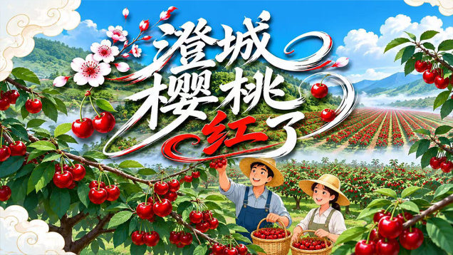 [Flavors of China: Summer Burst] Cherries Ripen in Chengcheng County_fororder_9361e61f97ed89a5a08bab09adf24a3c(1)