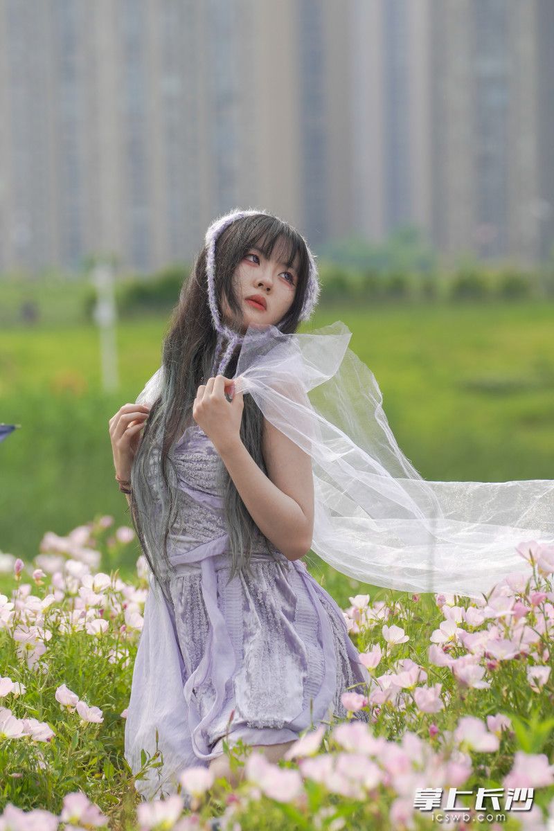 组图丨“莫奈花园”空降洋湖！千亩粉白月见草编织星城春日童话_fororder_8