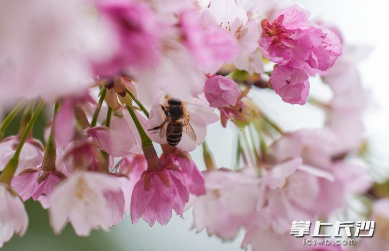 樱花妆点长沙春韵
