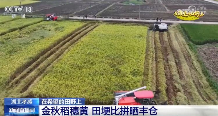 广袤乡村绘就金秋九月好“丰”景 农业现代化成为百姓增收致富“密码”