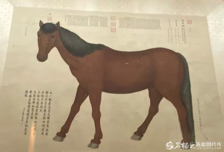 千年马蹄印 丝路记忆深——探访新疆各地博物馆的“马界明星”