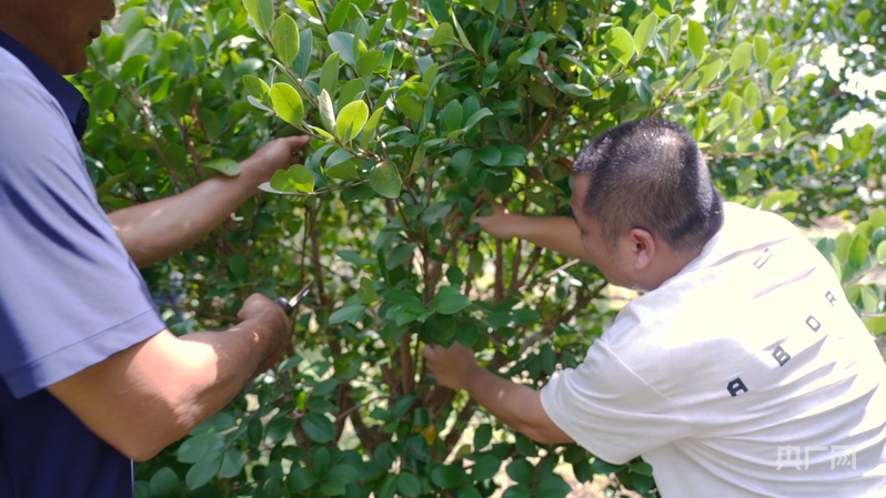 远山的回响丨远山新绿 白沙雨林的“两山”答卷