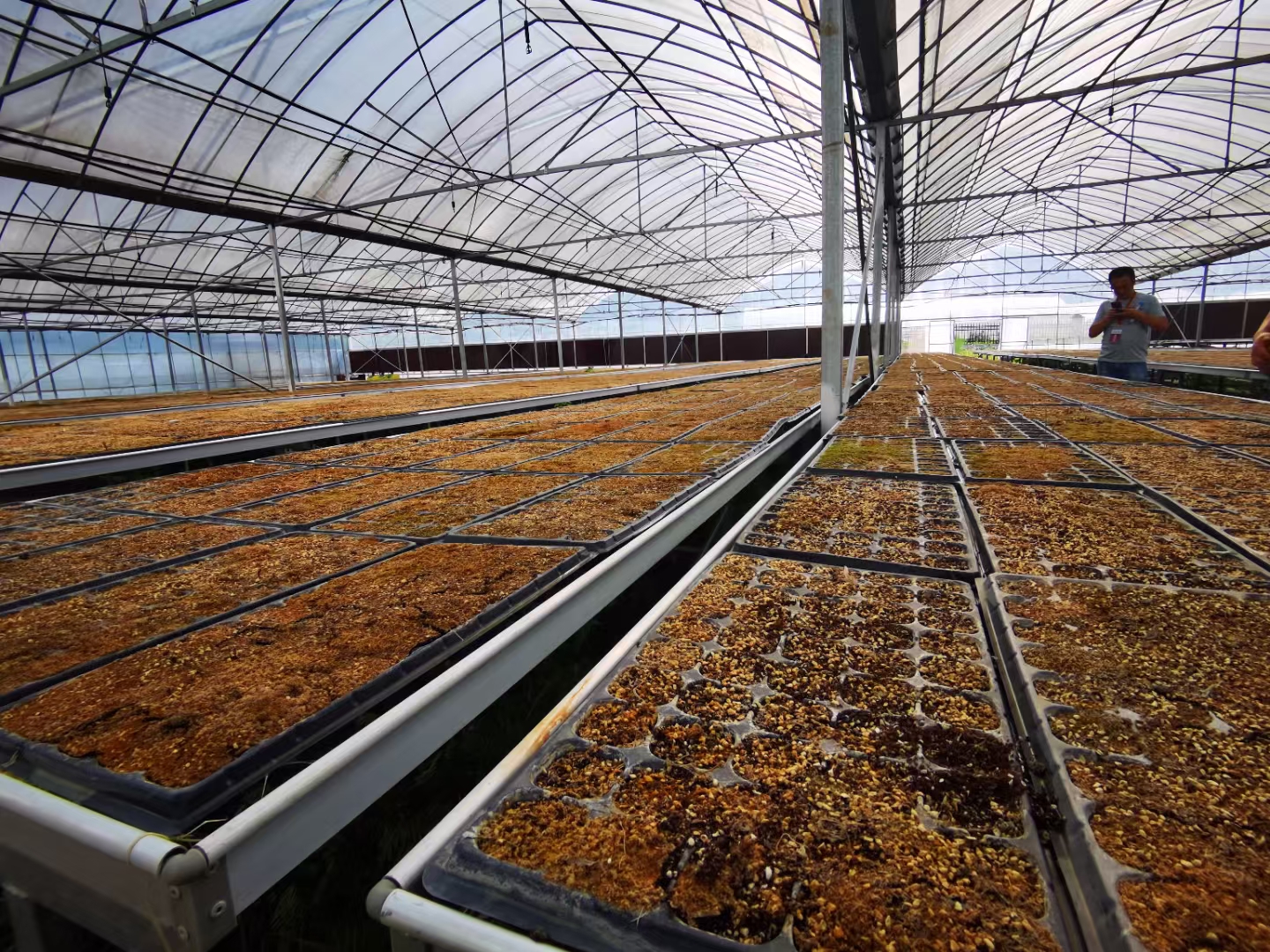 新质生产力在湖南|科技富产业 林下兴“黄金”