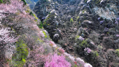 Spring Brings Promise as Flowers Bloom in Weinan